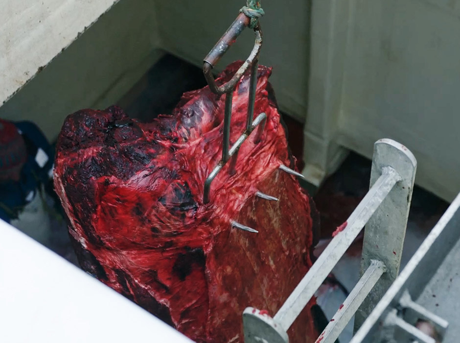 Whale-Wash-Hanging-whale-meat