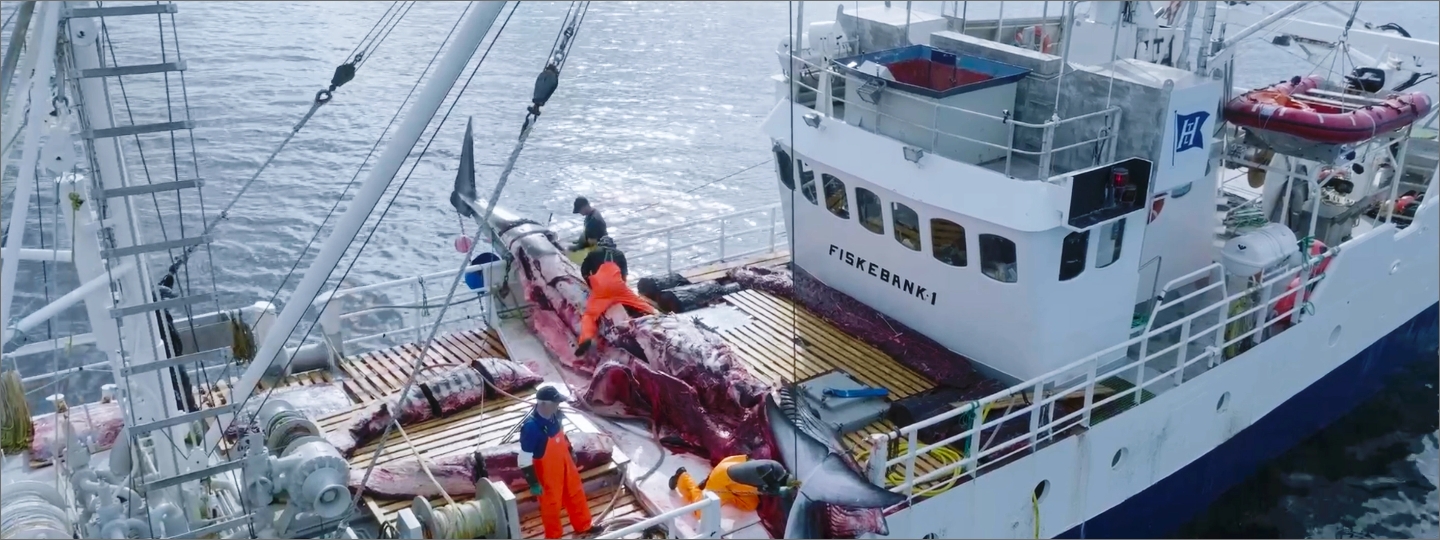 Whale Wash Top of boat